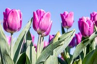 Tulipes violettes
