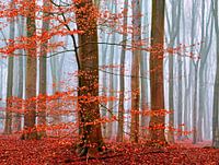 Winter-Woods (Beukenbos in mist met herfstkleuren)
