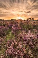 Sunset Kalmthoutse Heide