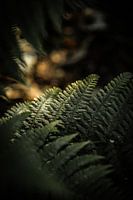 Ferns in Norway's forests