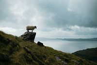 Pose de moutons, île de Sky, Écosse