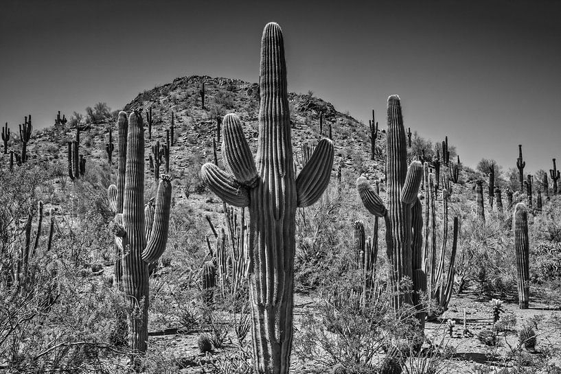 Arizona Landscape black &amp; white by Melanie Viola