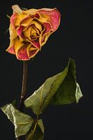 Uitgebloeide geel/rode Roos