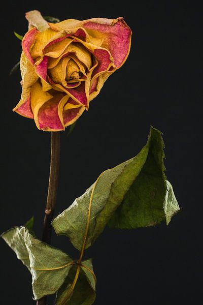 Uitgebloeide geel/rode Roos von Anco van der Kolk