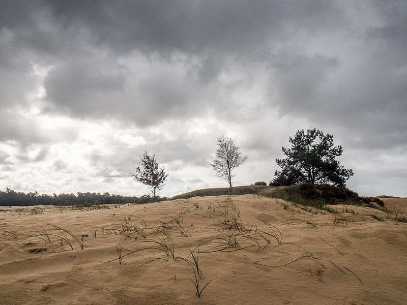 Duinen op de Veluwe by Dirk van der Plas