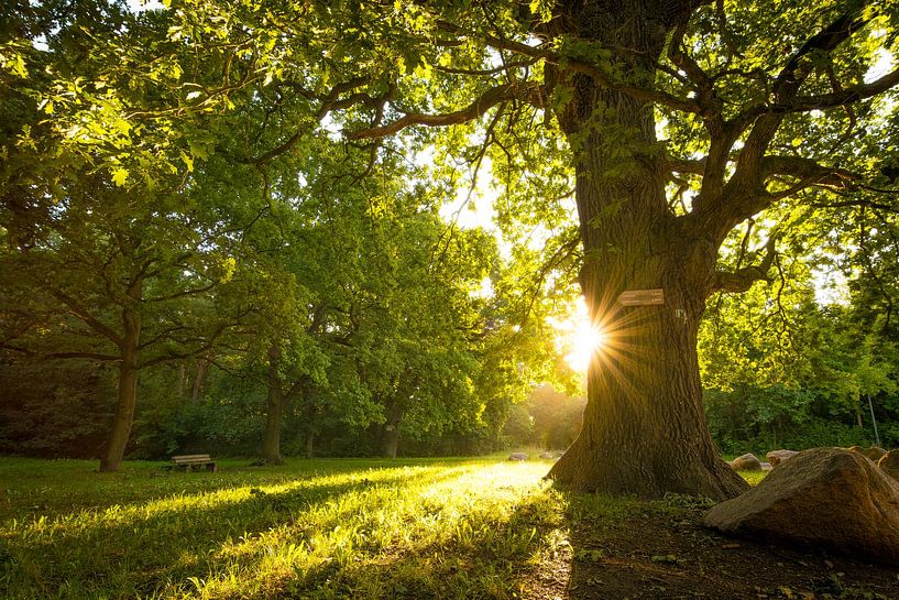 Arbre à la lumière par Martin Wasilewski