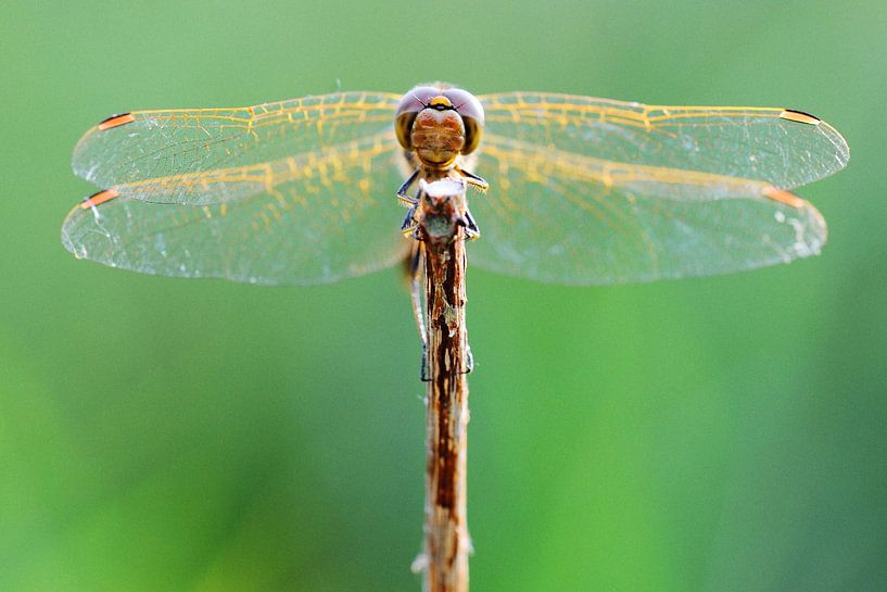 Paaldanser von Paul Arentsen