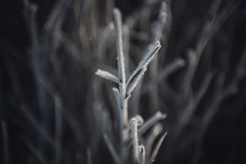 Frozen twigs by Sanne Dost