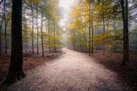 Forêt brumeuse de Mastbos 7