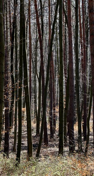 Wald im Vorfrühling von Thomas Jäger