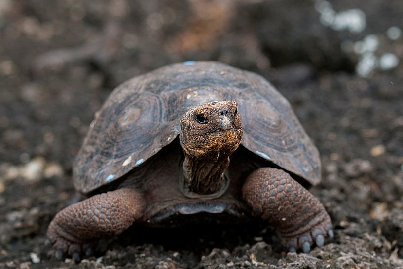 Galapagosreuzenschildpad von Maarten Verhees