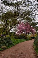 Le chemin vers les cerisiers en fleurs