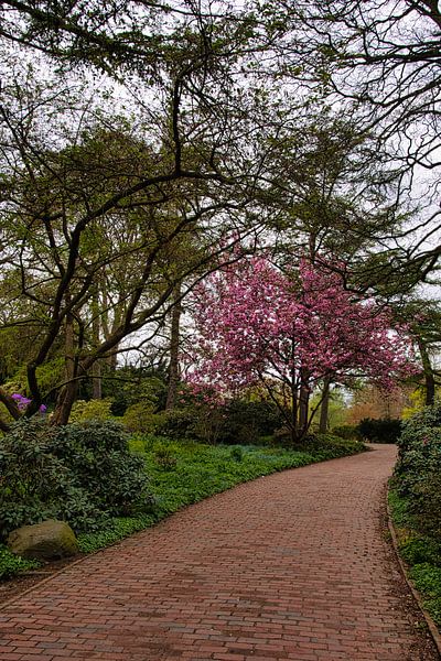 Der Weg zu Kirschblüte von Elbkind89