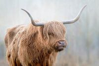 Highlander écossais 8
