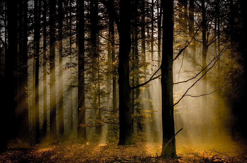 vue du soleil sur l'automne par Lex Scholten