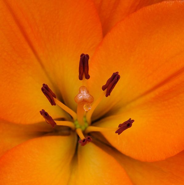 orange tear by Elle Elskamp