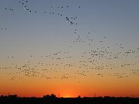 Ganzen trekken over Amsterdam