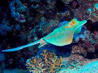 Raie à points bleus en "passage&quot ;