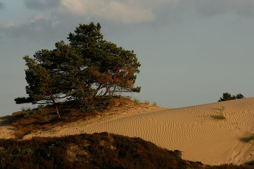 Kale Duinen (Aekingerzand) in Nationaal Park Drents-Friese Wold bij Appelscha von Meindert van Dijk