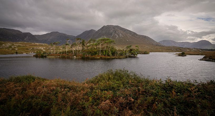 Pine Island, Connemara, Ireland by Bo Scheeringa Photography