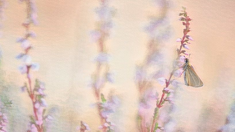 Butterfly on the heath by Francis Dost