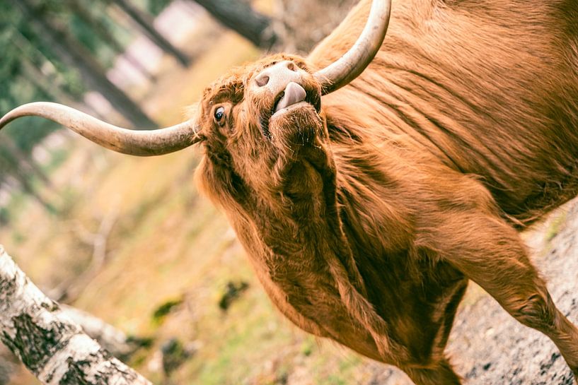 Schotse hooglander steek de tong uit van Sjoerd van der Wal Fotografie