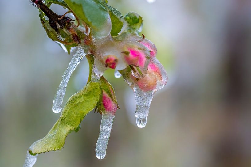 Bevroren bloesem 02 par Moetwil en van Dijk - Fotografie