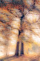 Stylish Trees in the Forest