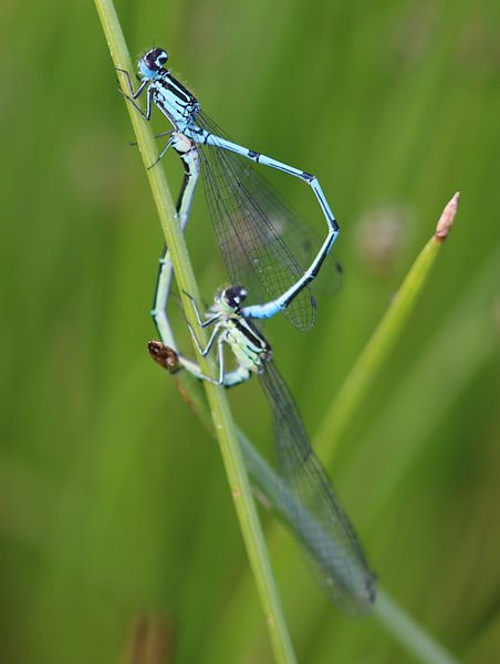 Libellen-Herz I par Iris Volkmar