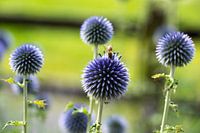 Purple bulbs with bee