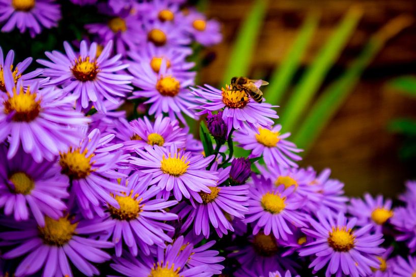 Wunderschöne Blütenpracht im heimischen Garten von Oliver Hlavaty