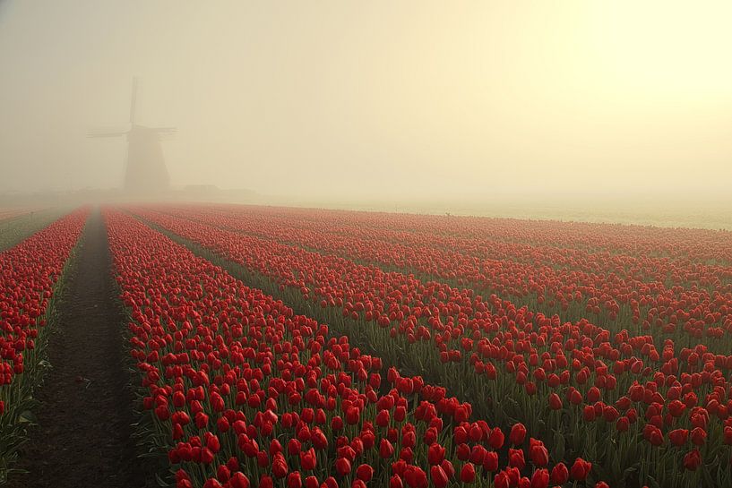 moulin et tulipes rouges dans la brume par peterheinspictures