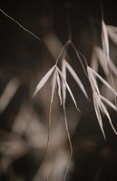 Grasses 2