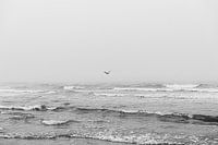 Gull in sea fog Terschelling