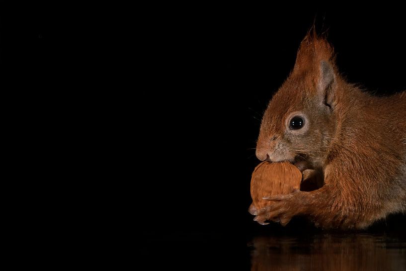 Eichhörnchen im Wasser mit Spiegelung und schwarzem Hintergrund. von Albert Beukhof