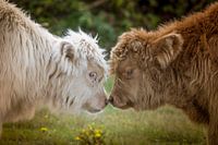 Scottish Highlanders