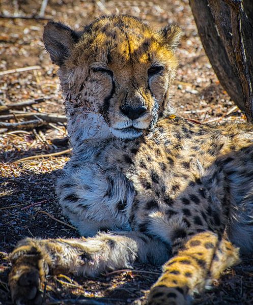 Clin d'un guépard, la Namibie par Rietje Bulthuis