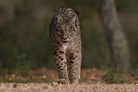 De Iberische lynx nadert