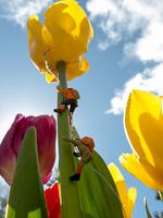 Climbing to the top of the tulip