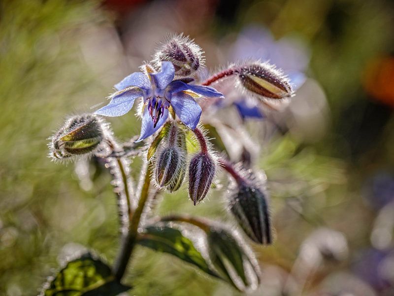 Cucumber herb by Rob Boon