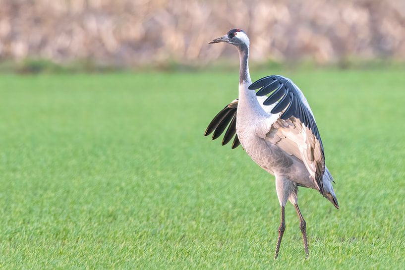Kranichvogel tanzt auf einem Feld während des Herbstzuges von Sjoerd van der Wal Fotografie