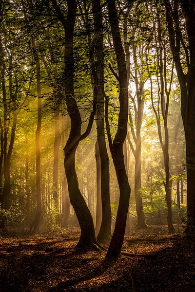 Des arbres dansant au soleil dans le Speulderbos aux Pays-Bas. par Bart Ros