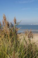 Rustgevende rietpluimen aan zee