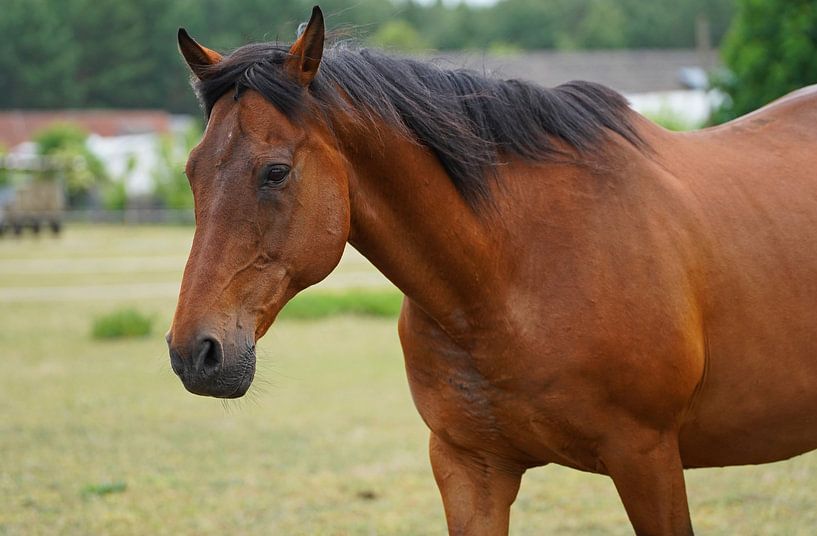 Trakehner Feldmeyer auf der Weide von Babetts Bildergalerie