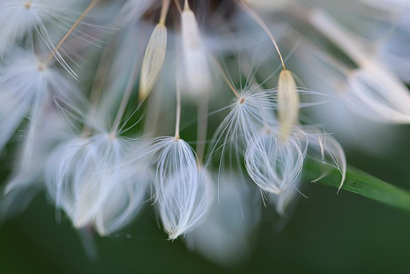 Dandelion fluff by Esther van Dijk