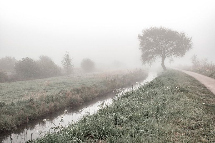 Die neblige Schönheit von Madijk in Eelderwolde: Ein Moment der Gelassenheit eingefangen von Elianne van Turennout