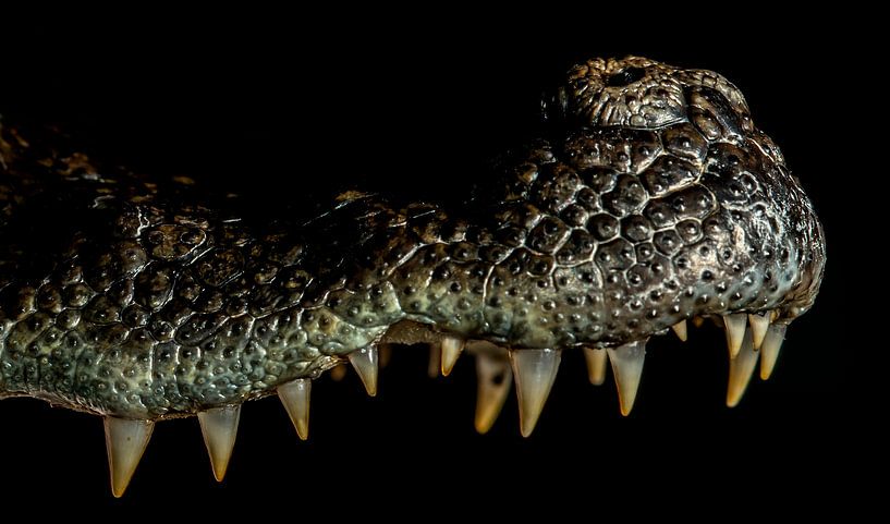 Crocodiles upper jaw close-up by Rob Smit