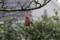 Blaumeise in der Schneedusche