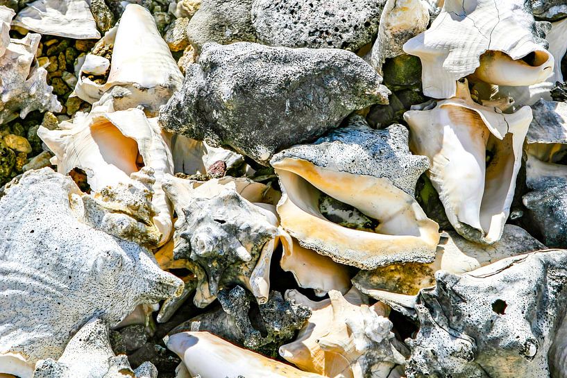 Colourful shells by Shop bij Rob