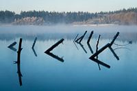 Trees in the lake